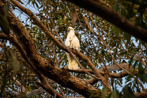 Gelbhauben Kakadu, Sulphur-Crested Cockatoo: Australia
