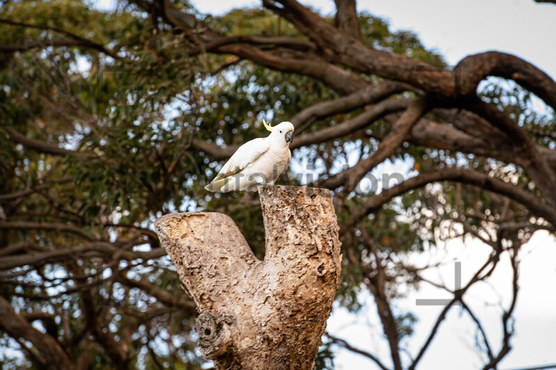Gelbhauben Kakadu Sulphur-Crested Cockatoo: Australia 