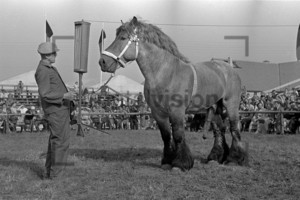 Pferdeshow in der DDR | Horseshow in the GDR