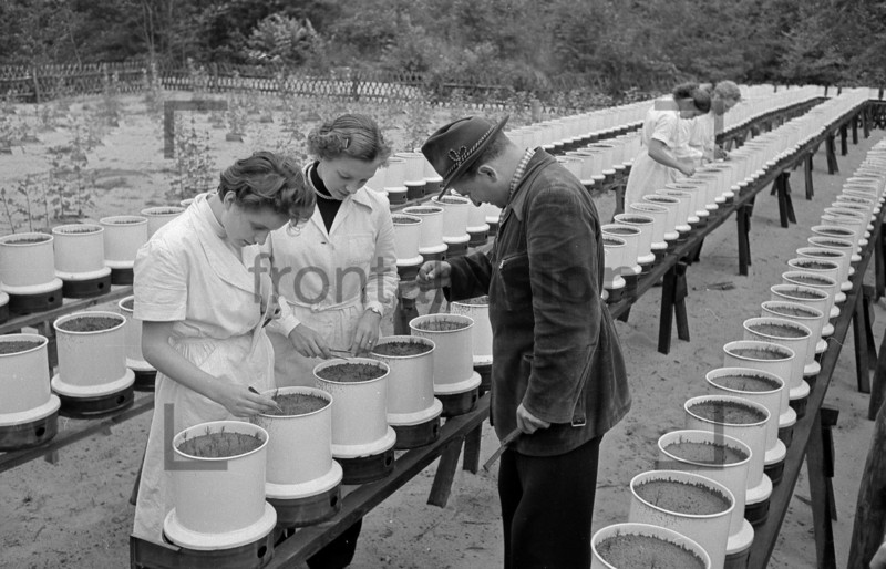 Frauen pflanzen Setzlinge 1955 | Planting seedling in 1955 