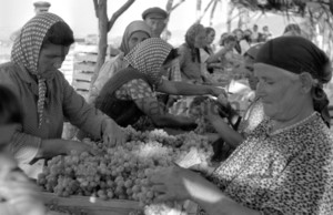 Historical Image from the Grape Vintage 1965