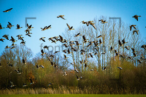 Flying Wild Gees, fliegende Wildgänse