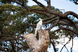 Gelbhauben Kakadu Sulphur-Crested Cockatoo: Australia
