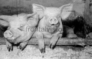 Schweinezucht pig breeding