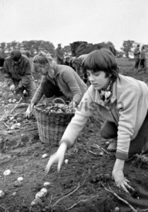 Kartoffelernte Jugendliche Erntehelfer | Potatoes harvest in 1964