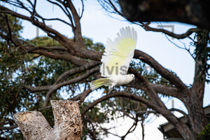 Gelbhauben Kakadu Sulphur-Crested Cockatoo: Australia