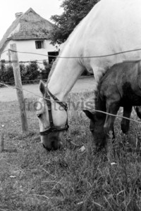Pferde auf Hiddensee