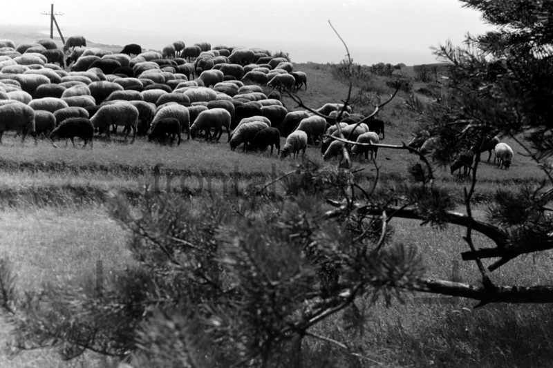 Schafe mit Schäfer auf Hiddensee 