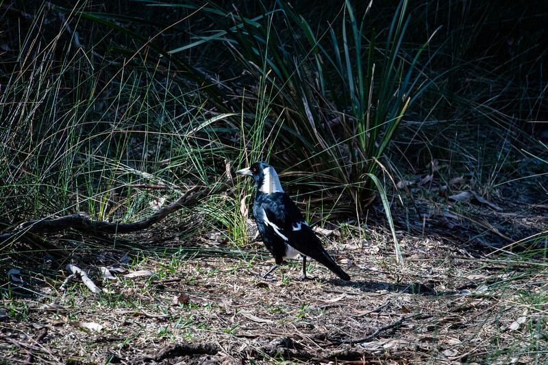 Australische Elster, Australian Magpie 