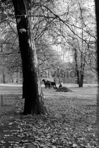 Laub sammeln Pferdekutsch Treptower Park Herbst Ostberlin 1963