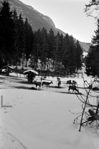 Rotwild im Winter | Red deer in winter