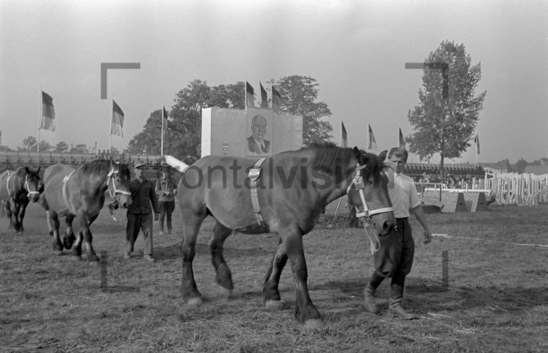Pferdeshow in der DDR | Horse Show in the 1950er years 