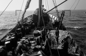 Fischkutter mit Fischladung auf hoher See | Fishing boat Baltic Sea