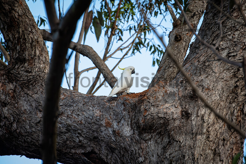 Gelbhauben Kakadu, Sulphur-Crested Cockatoo: Australia 