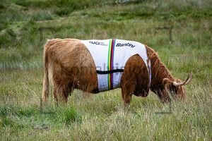 Galloway Cow: UCI Road Cycling World Championships 2023