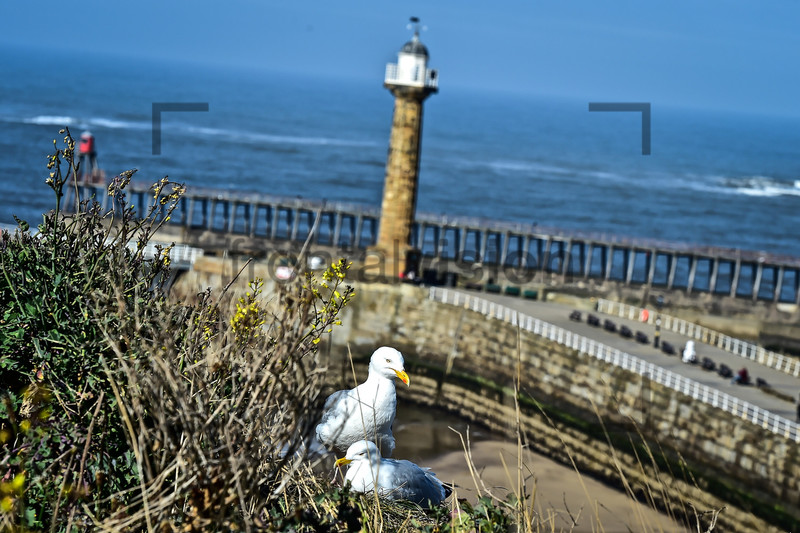 Whitby: Yorkshire 2017 