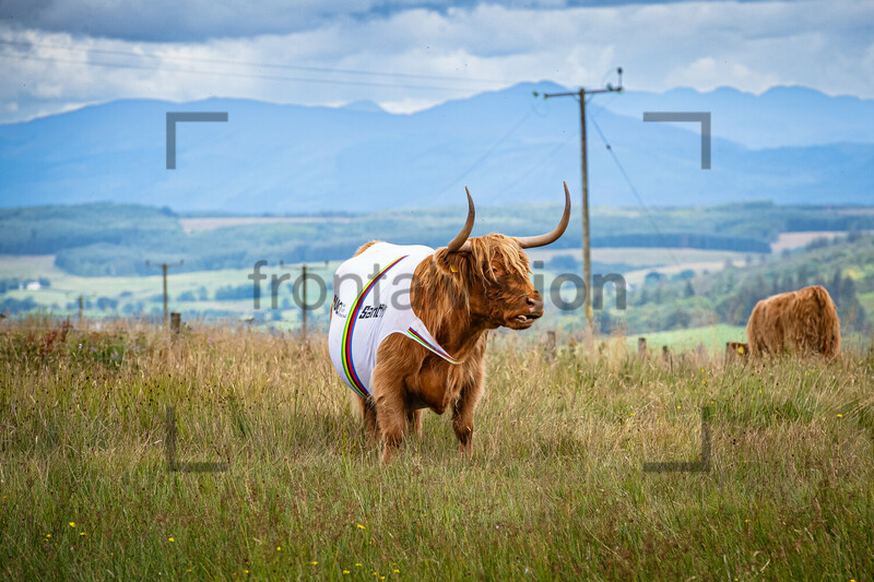 Galloway Cow: UCI Road Cycling World Championships 2023 